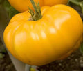 Yellow Brandywine Tomato Seeds - 10+ Heirloom Organic NON-GMO - Fresh Gardening Seeds - Solanum lycopersicum
