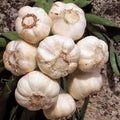 Fresh California Softneck Garlic Bulbs - 3 Pack for Planting (Allium sativum)