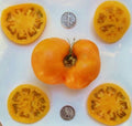Brandywine Yellow Tomato Seeds - 25 Seeds - Heirloom Variety - Solanum lycopersicum