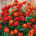 Cosmic Red Cosmos Seeds - 200+ Count - Flower Garden Planting - Cosmos bipinnatus - USA Shipping