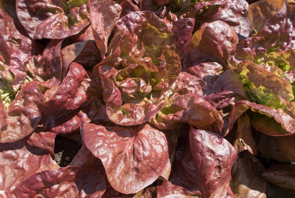 Marvel of Four Seasons Lettuce Seeds - Non-GMO Heirloom Variety - Quality Gardening Seed for Home Planting