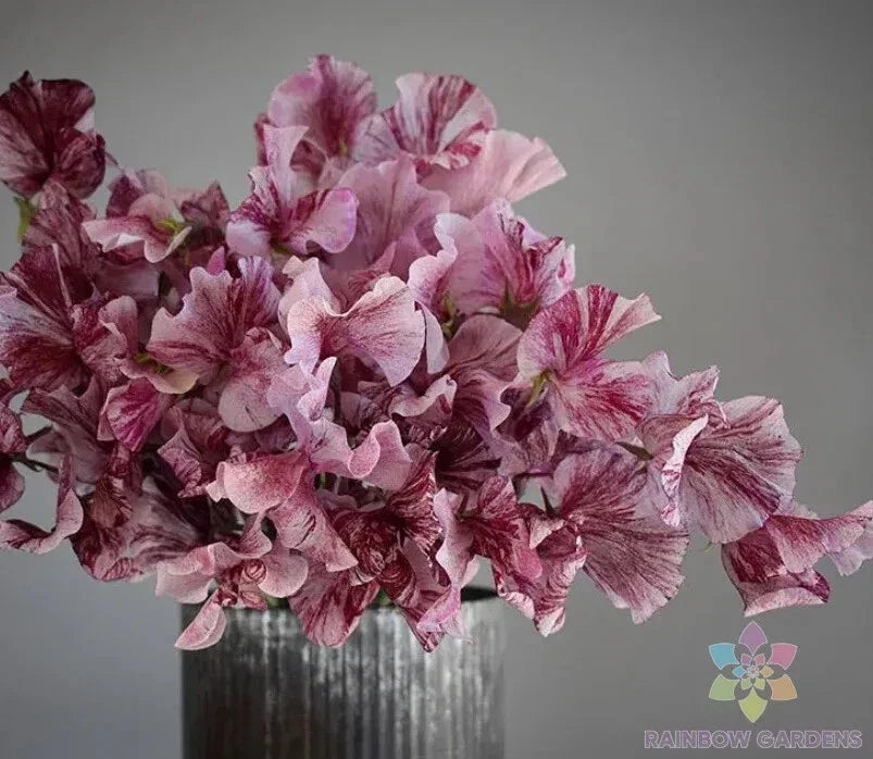 Chocolate Sweet Pea Seeds - 50+ Pack - Lathyrus odoratus - Garden Flowers - USA Grown - Free Shipping