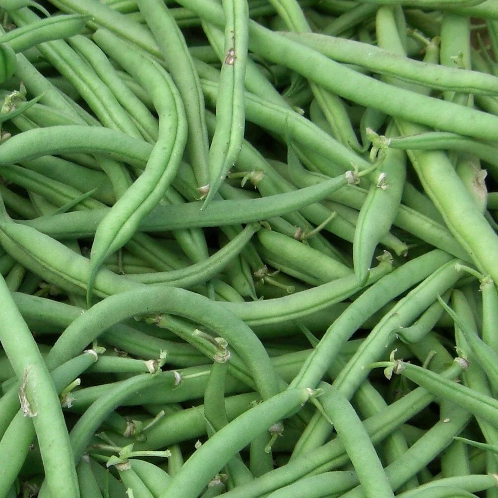 Stringless Green Bean Seeds - Non-GMO - Multiple Sizes - Phaseolus vulgaris - Burpee