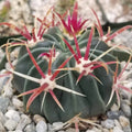 Devil's Tongue Cactus Plant - Ferocactus latispinus - Real Live Succulent Greenery for Home Decor