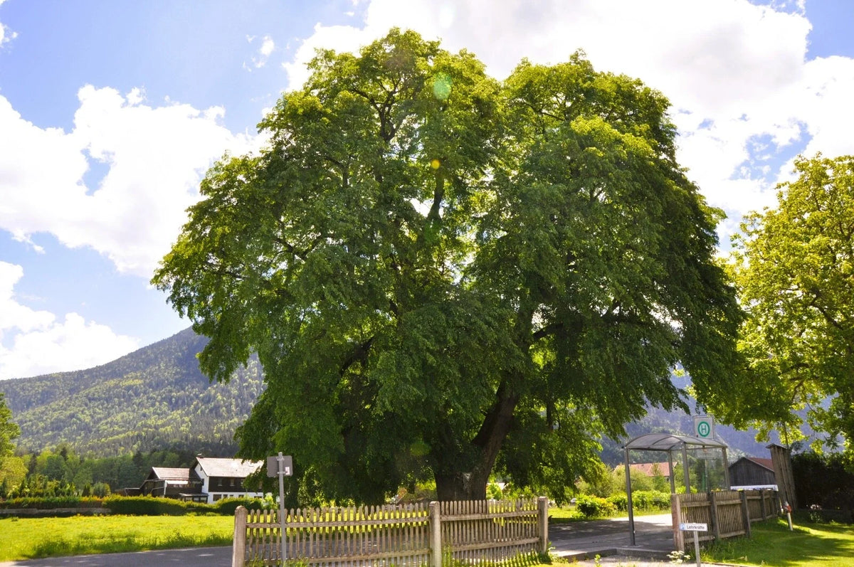 20 Big Leaf Linden Seeds - Tilia platyphyllos - Premium Bigleaf Tree Seeds for Planting