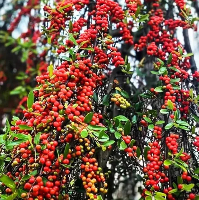 Live Weeping Yaupon Holly Plant – 4-6" Tall – Soil-Wrapped Roots – Ilex vomitoria