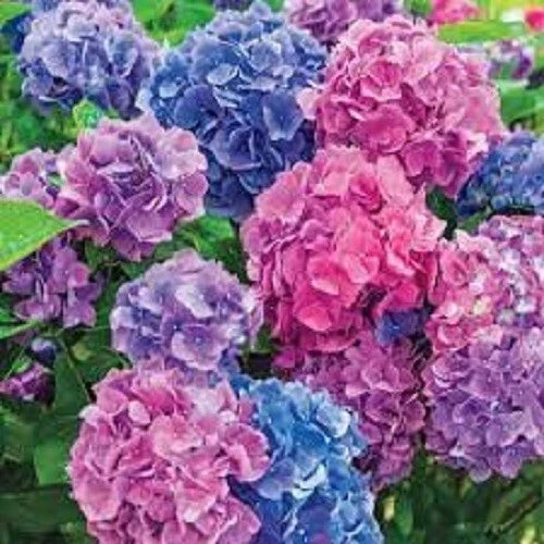 LA Dreaming Hydrangea Seeds - 5 Perennial Flower Seeds for Garden - Hydrangea macrophylla