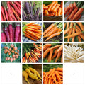 Carrot Seeds Collection - NON-GMO, 14 Varieties - Daucus carota - Heirloom, Organic, Vegetable Gardening Seeds