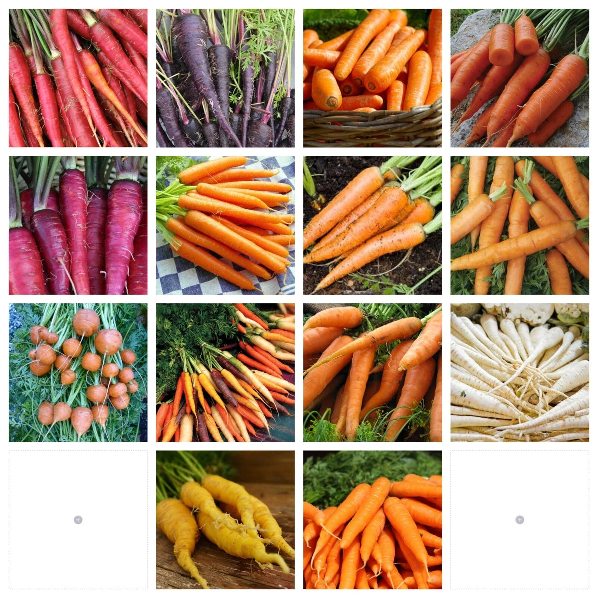 Carrot Seeds Collection - NON-GMO, 14 Varieties - Daucus carota - Heirloom, Organic, Vegetable Gardening Seeds