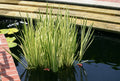 Cold Hardy Variegated Sweet Flag Plant - 2 Gallon Marginal Aquatic Plant (Acorus calamus) - Perfect for Ponds and Water Gardens