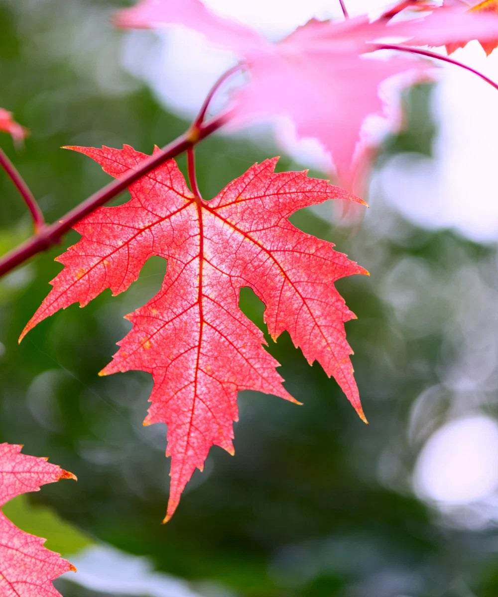 Silver Maple Seeds - 10 Pack - Fast Growing Bonsai Tree - Acer saccharinum - Great Fall Colors