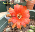 Chamaecereus Lobivia Peanut Cactus - Rare European Hybrids - Rooted Plant - NELISSA