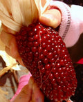 60+ Strawberry Ruby Corn Seeds - Organic Heirloom Popcorn - Sweet Rare Variety - Zea mays everta