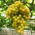 Cotton Candy Grape Seeds - 12 Pack - Very Sweet & Flavorful - Vitis vinifera - USA 2025