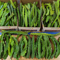 Dragon Fruit Cuttings - 8" - 10" - Multiple Varieties - Hylocereus spp.