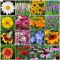 Perennial Wildflower Seed Mix, 1/4 LB, 15 Species, Easy to Grow, Native Wildflowers, Pollinator Friendly