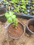 Elephant Bush Jade Plant 2" Green Rooted Portulacaria afra