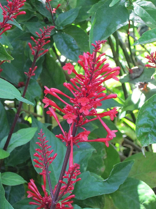 Fire Spike Red Rooted Starter Plant - Odontonema strictum - Attracts Hummingbirds