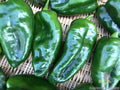 Ancho Poblano Hot Pepper Seeds - 25+ Pack - Ideal for Garden Planting - Capsicum annuum