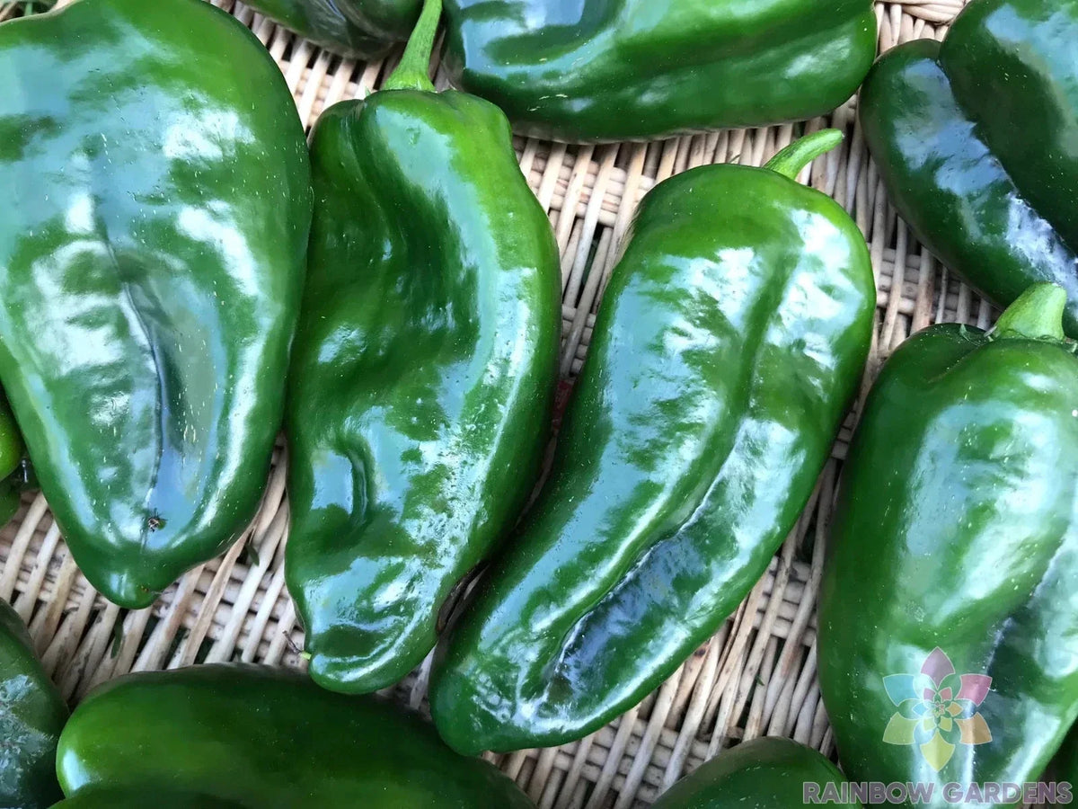 Ancho Poblano Hot Pepper Seeds - 25+ Pack - Ideal for Garden Planting - Capsicum annuum