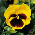 Majestic Giants Yellow Blotch Pansy Seeds - 200+ Count (Viola) - Premium Flower Seeds for Garden or Pots
