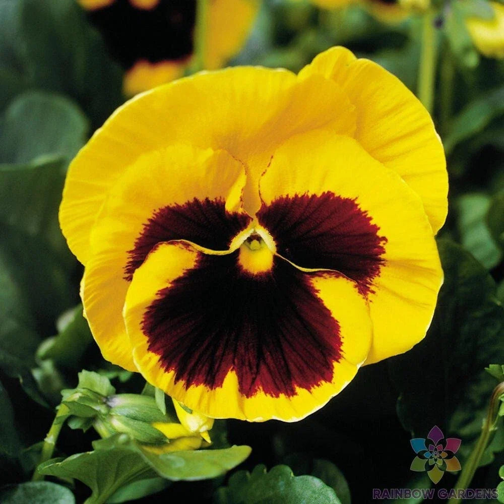 Majestic Giants Yellow Blotch Pansy Seeds - 200+ Count (Viola) - Premium Flower Seeds for Garden or Pots