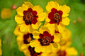Dwarf Plains Coreopsis Seeds - 2000+ Edible Medicinal Wildflower Seeds | Native Tickseed (Coreopsis tinctoria)