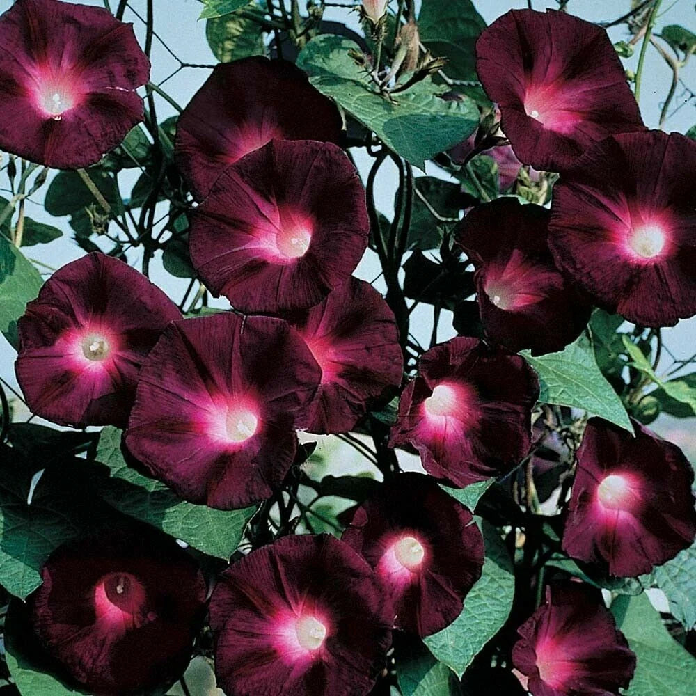 Black Knight Morning Glory Seeds - 20 Pack - Annual Climbing Vine - Ipomoea purpurea