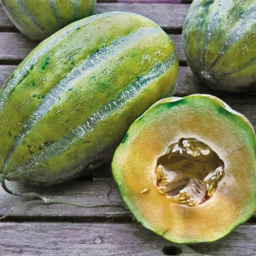 Bidwell Casaba Melon Seeds - 20-100 Heirloom Cantaloupe Seeds, Massive Flavor, Sweet Fruit (Cucumis melo)