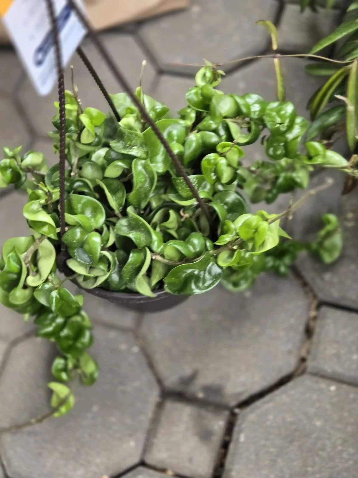 Hoya Hindu Rope Plant Cutting - Wax Plant, Hoya carnosa 'Compacta' - Easy Care Houseplant for Indoor Gardening