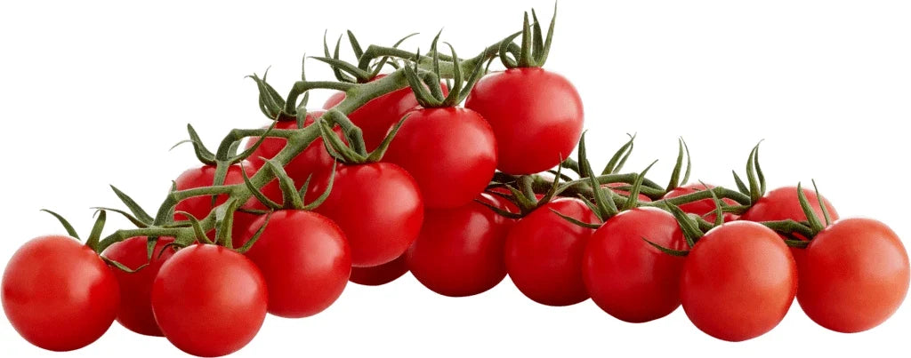 Sugar Bomb Cherry Tomato Seeds - 100+ Heirloom Organic Non-GMO - Solanum lycopersicum