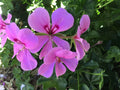 Ivy Geranium Cuttings 8-Pack Lavender Pelargonium for Rooting