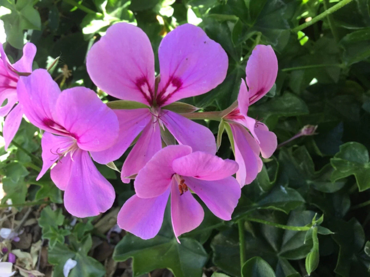 Ivy Geranium Cuttings 8-Pack Lavender Pelargonium for Rooting