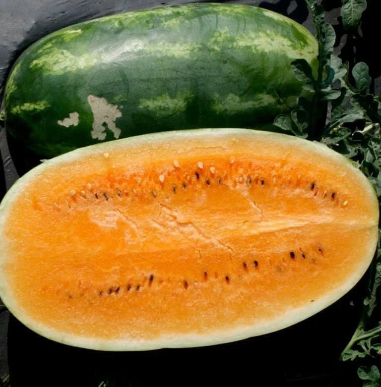 Tendersweet Orange Watermelon Seeds - Non-GMO Heirloom, Very Sweet, Organic, Free Shipping