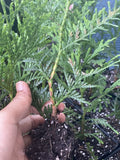 Rooted Starter Plant Green Giant Arborvitae - Thuja - Bare Root, Fast Growing Privacy Tree