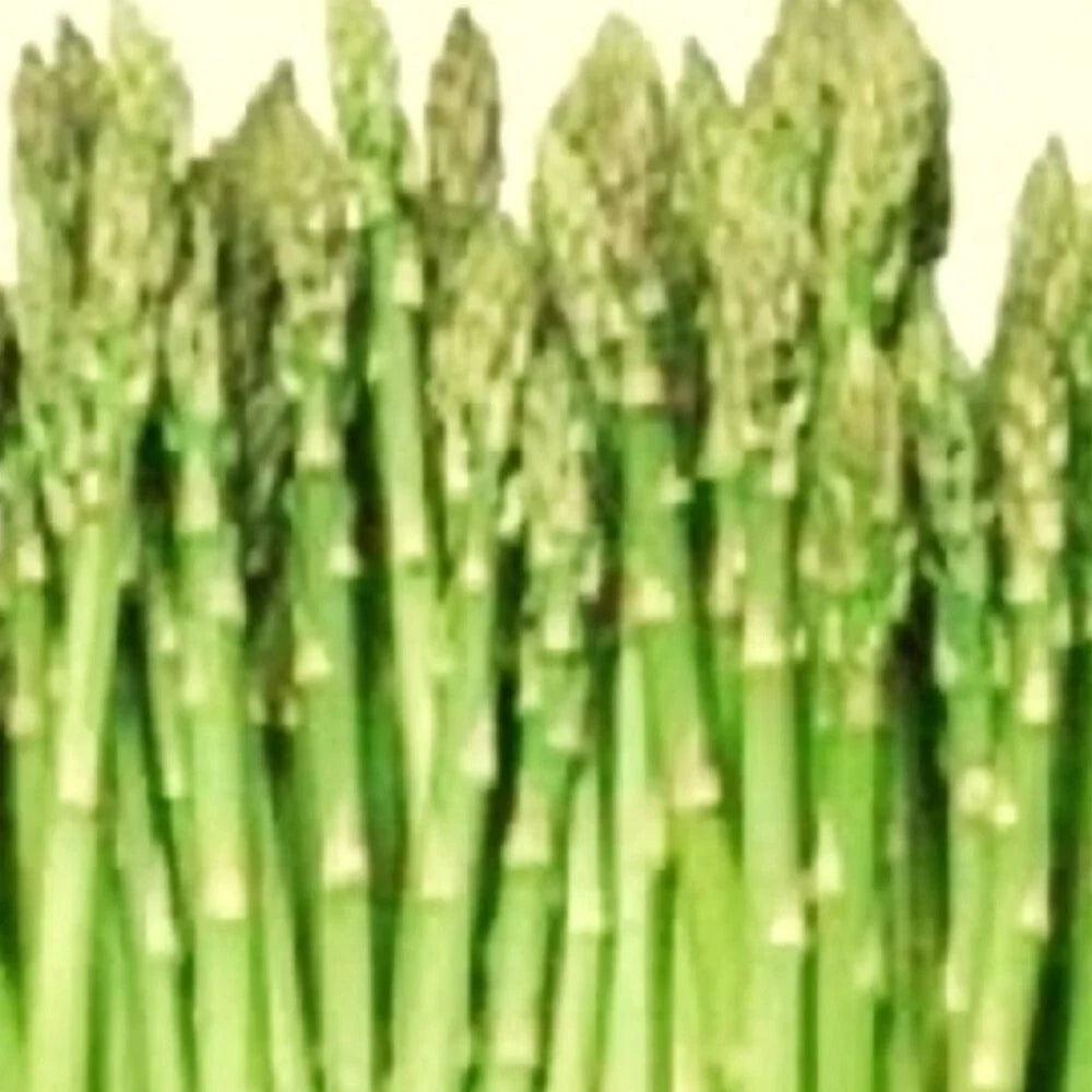Asparagus Seeds - Mary Washington - Heirloom NON-GMO - Asparagus officinalis - Vegetable Garden Seeds