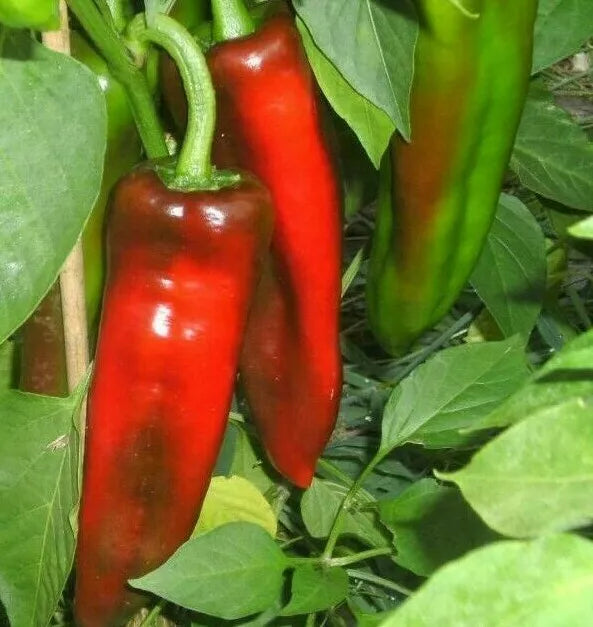 Marconi Pepper Seeds 30+ Seeds Rare Sweet Italian Pepper Capsicum annuum
