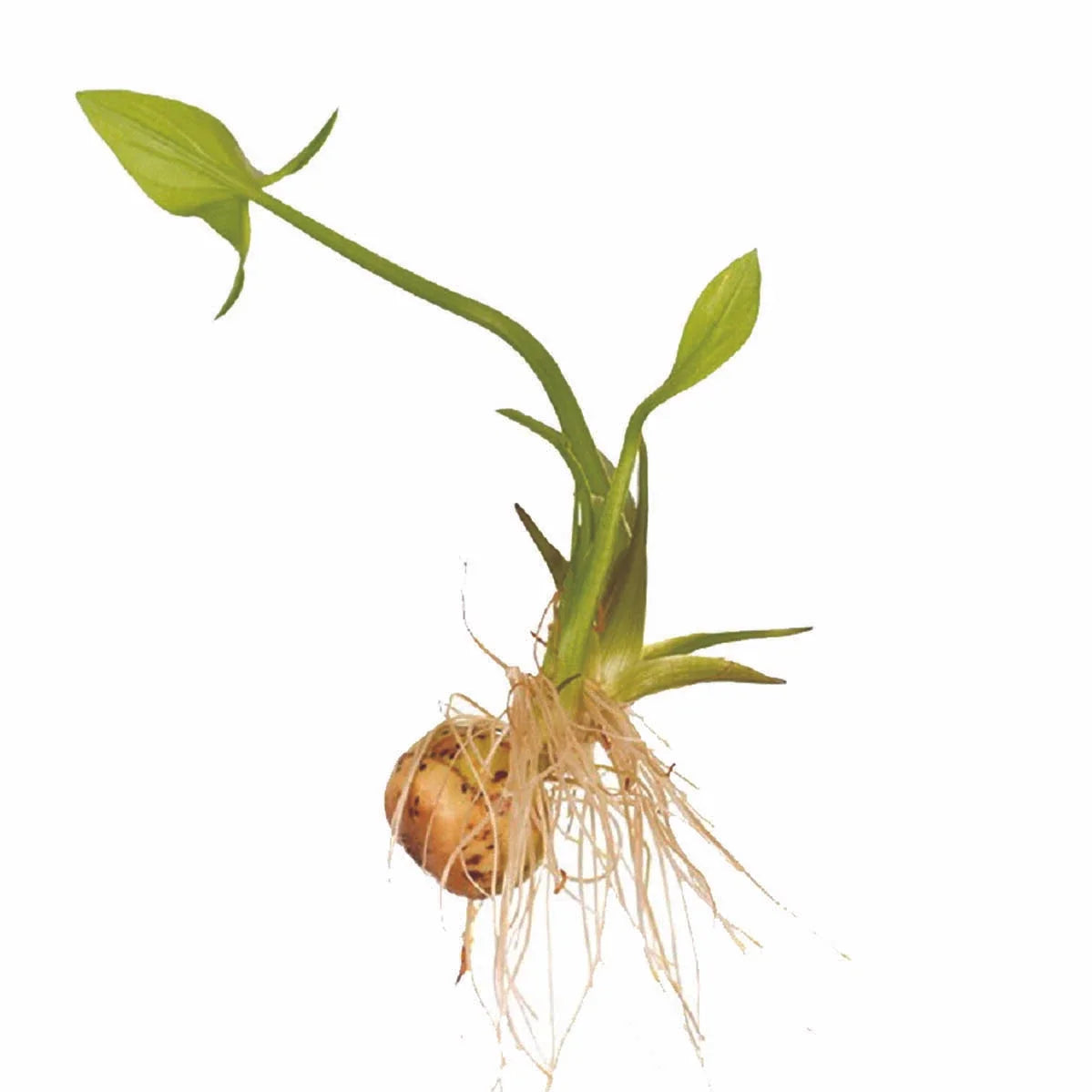 Broadleaf Arrowhead Flower Seeds - 1000 Count - Edible Water Tuber - Sagittaria latifolia