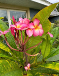 Plumeria Cutting | Tropical Flowering Plant | Frangipani | Plumeria spp.