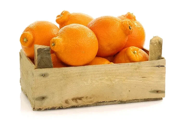 Tangelo Orange Seeds - 5+ Pack for Garden Planting - Citrus reticulata × Citrus paradisi - USA