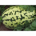 Watermelon Seeds Collection - 4 Heirloom Seed Varieties for Garden Planting - Organic Watermelon Seed Pack