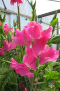 Evie Jones Sweet Pea Seeds - 50+ Heirloom Seeds for Garden Planting - Lathyrus odoratus - USA