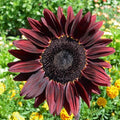Chocolate Cherry Sunflower Seeds - 100+ Heirloom Organic Non-GMO - Rare Variety - Helianthus annuus