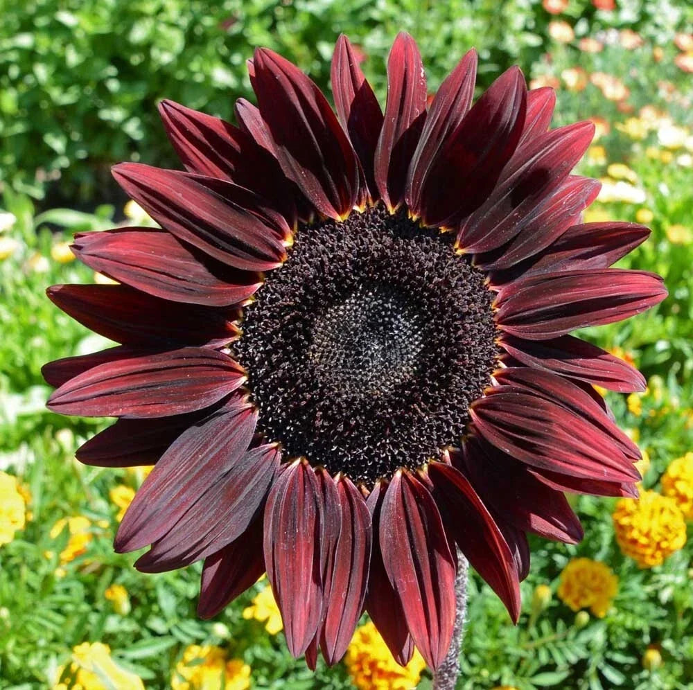 Chocolate Cherry Sunflower Seeds - 100+ Heirloom Organic Non-GMO - Rare Variety - Helianthus annuus