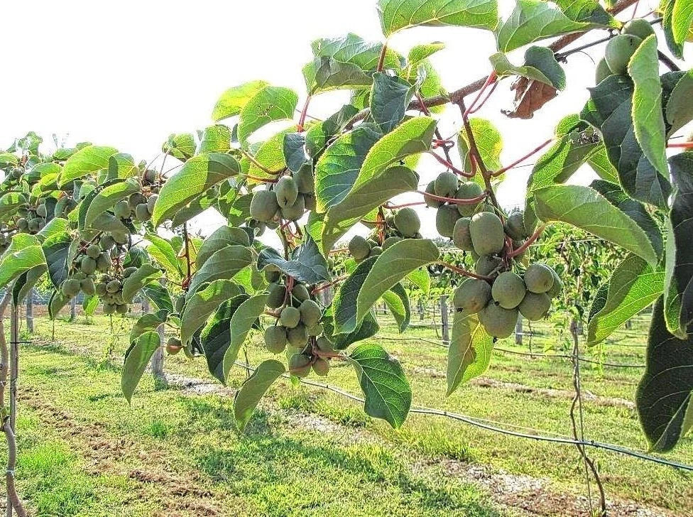 Kiwiberry Seeds - 50 Count Super Sweet Mini Varieties - Hardy Vine (Actinidia arguta)
