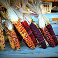 Indian Corn Seeds 5000+ Heirloom NON-GMO Fresh Zea mays