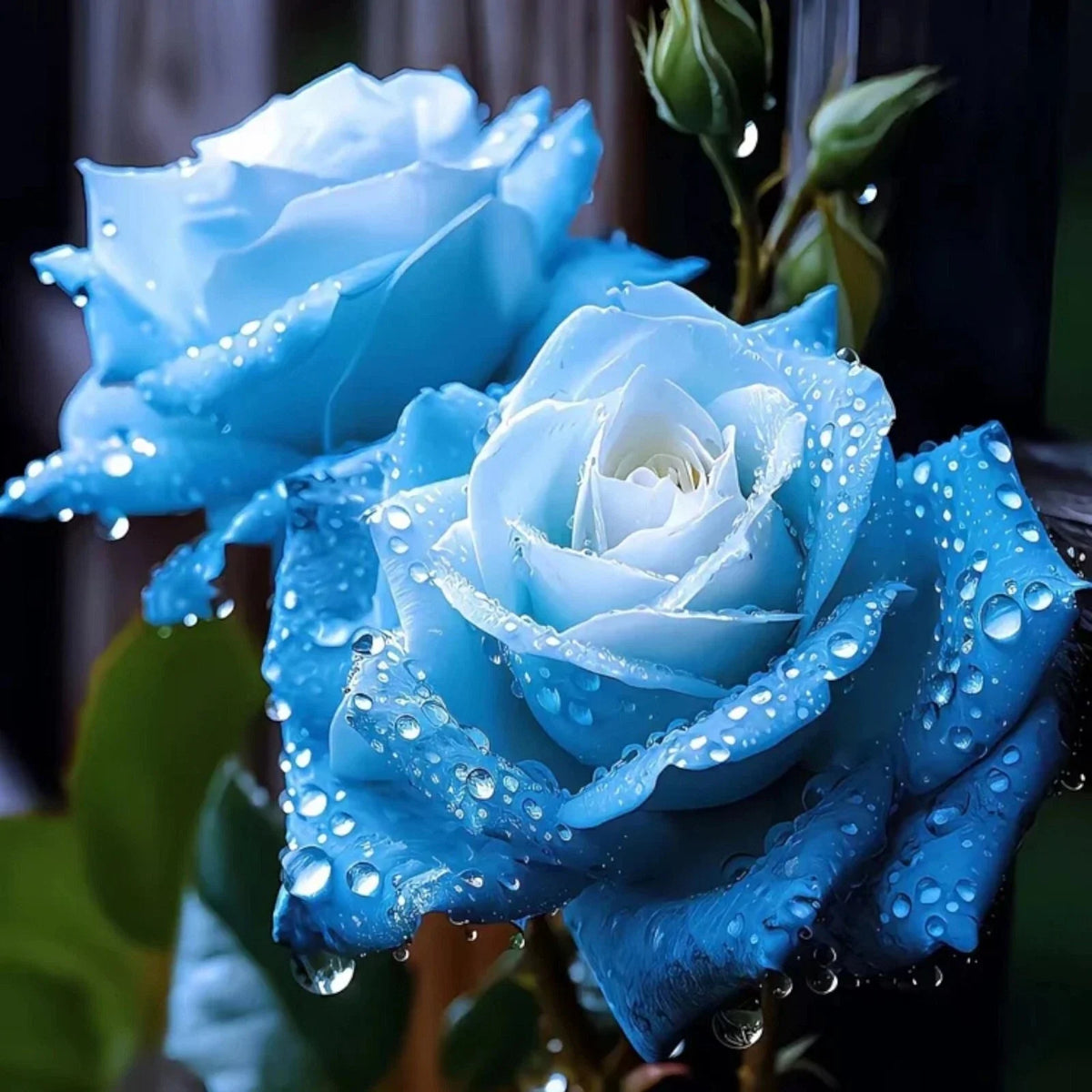20pcs Blue Rose Seeds - Rare Broken Ice Variety - Unique Flowering Plant (Rosa spp.)