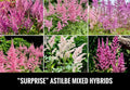 Astilbe Bare Root Starter Plants - 4” Surprise! Shade Perennial - Astilbe spp. - USA