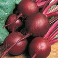 Beet Seeds - 25+ Ruby Queen Heirloom Seeds - Non-GMO, Dark Red & Sweet Beet, Beta vulgaris