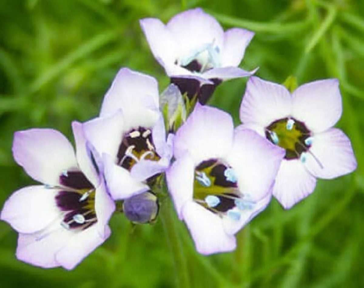 Bird's Eyes Seeds 500 Seeds - Attractive Garden Flower Seeds - Euphorbia milii